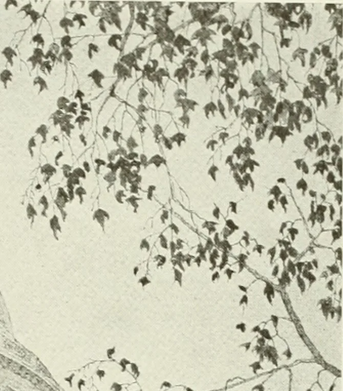 An illustration from Architect and engineer, 1905, leaf 164