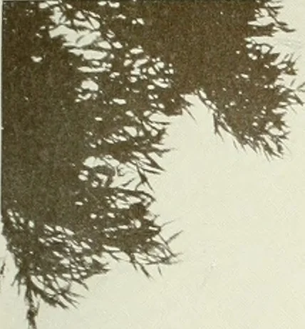 An illustration from Architect and engineer, 1905, leaf 56