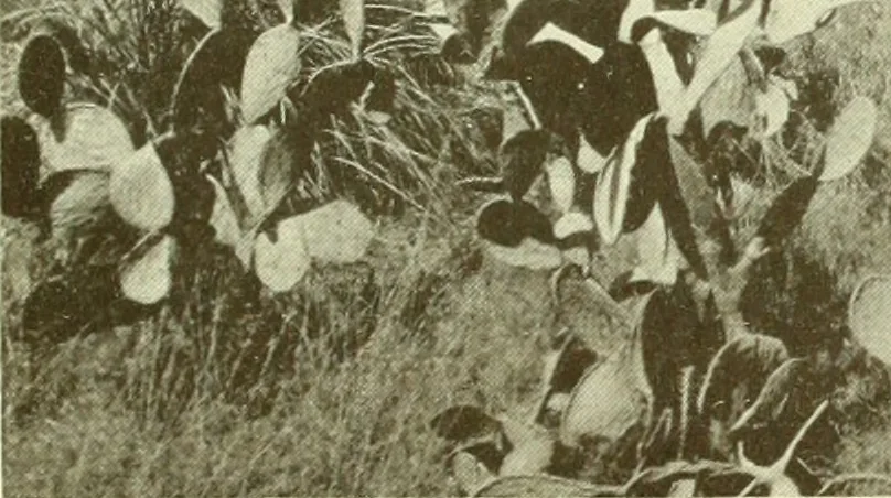 An illustration from Architect and engineer, 1905, leaf 126
