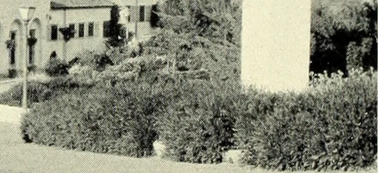 An illustration from Architect and engineer, 1905, leaf 351
