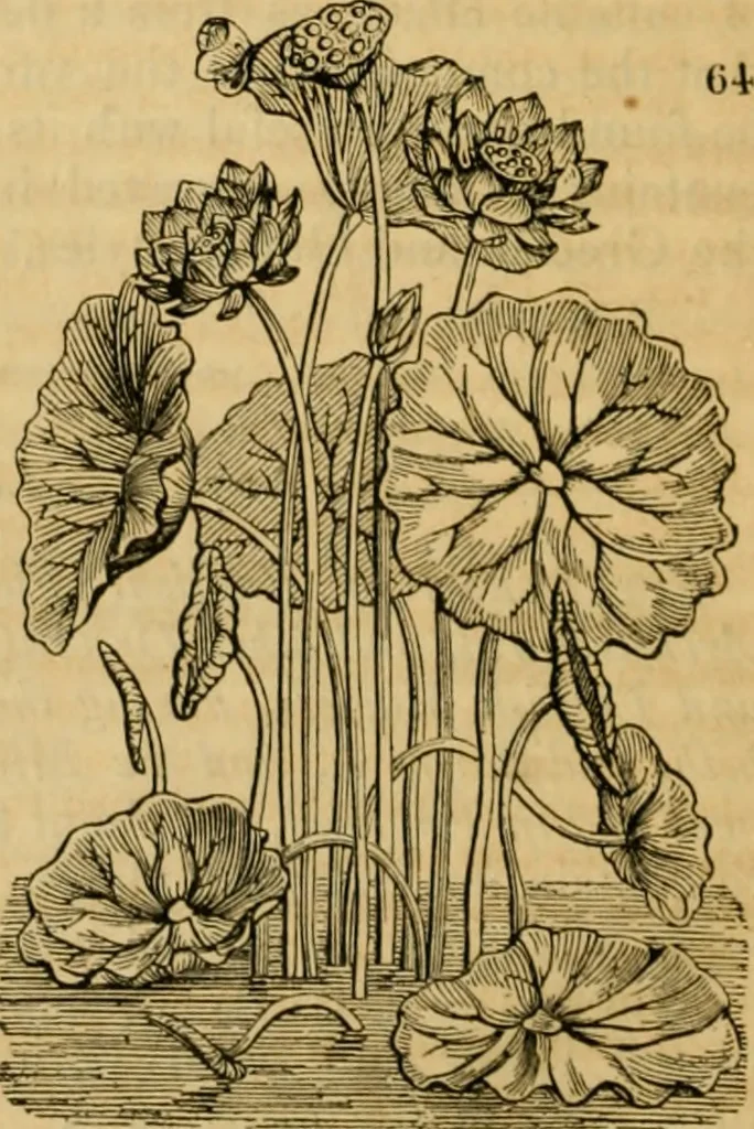 An illustration from The Architectural magazine, 1834, leaf 203