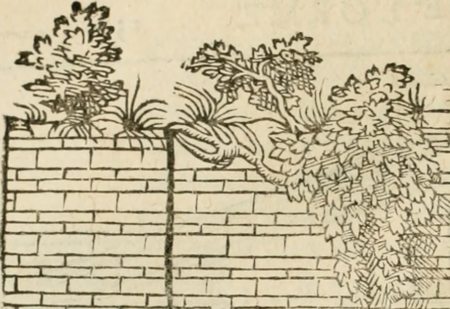 An illustration from Architecture de Philibert de l'Orme ... : uure entiere contenant onze livres, augmentée de deux, & autres figures non encores veuës, tant pour desseins qu'ornemens de maisons : avec vne belle inuention pour bien bastir, & à petits fraiz .., 1626, leaf 467