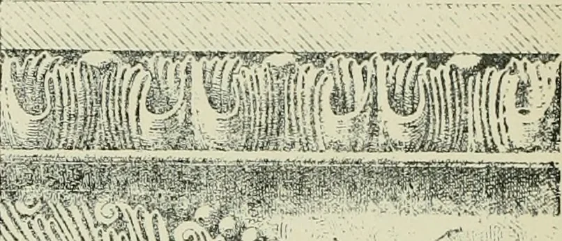 An illustration from Architecture in Italy, from the sixth to the eleventh century; historical and critical researches, 1896, leaf 156