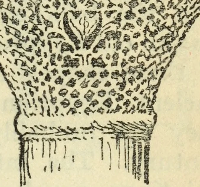 An illustration from Architecture : an introduction to the history and theory of the art of building, 1912, leaf 144
