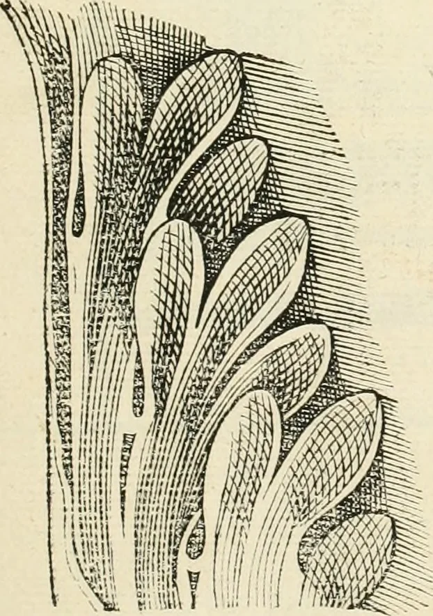 An illustration from Architecture, ou, Art de bien bastir, 1547, leaf 114