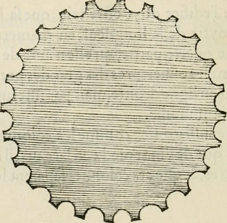 An illustration from Architecture, ou, Art de bien bastir, 1547, leaf 137