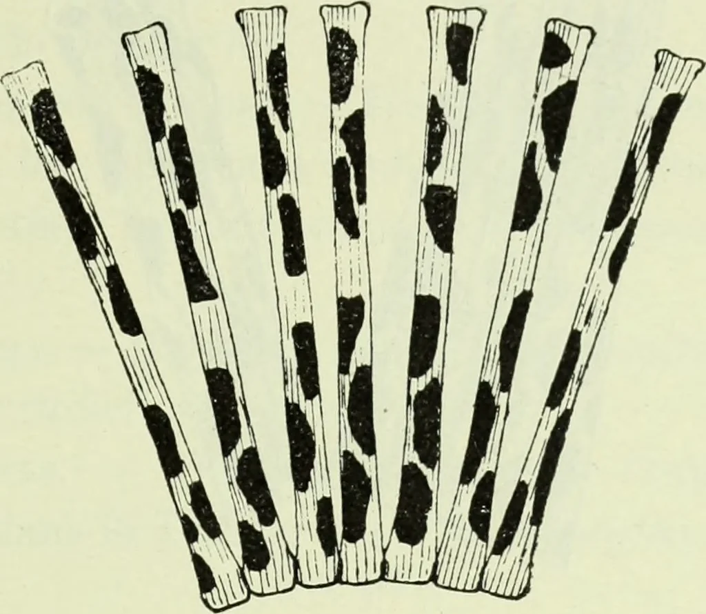 An illustration from Archives des sciences physiques et naturelles, 1919, leaf 356