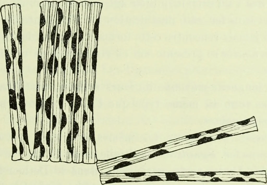 An illustration from Archives des sciences physiques et naturelles, 1919, leaf 356