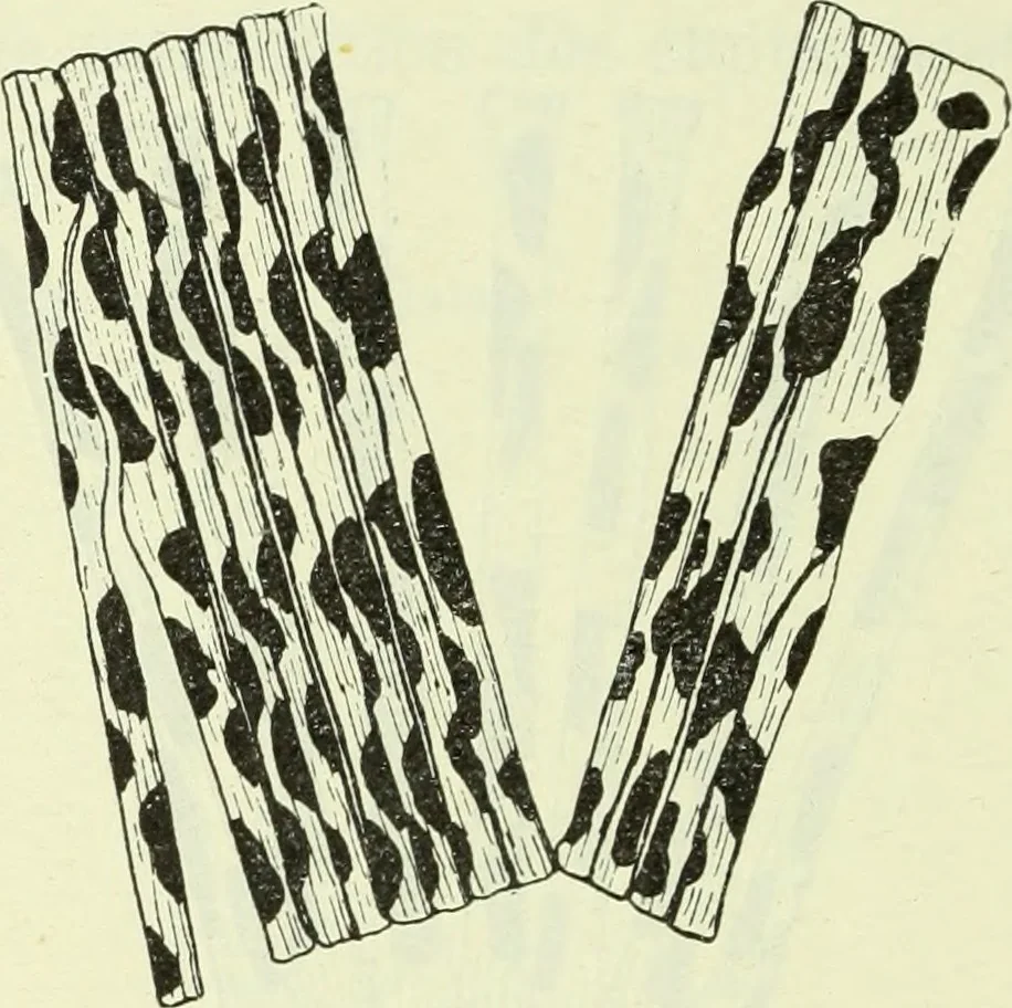 An illustration from Archives des sciences physiques et naturelles, 1919, leaf 357