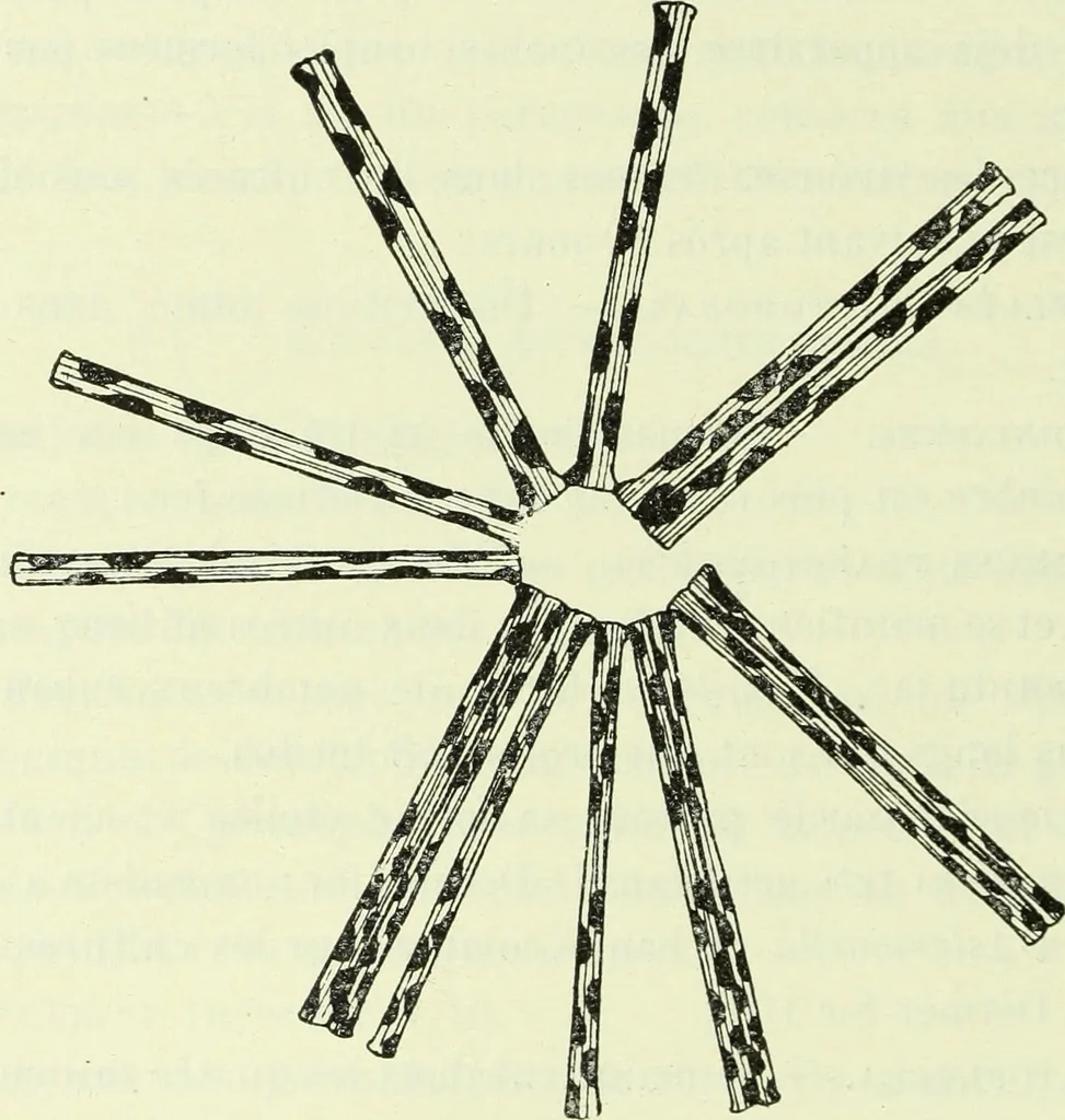 An illustration from Archives des sciences physiques et naturelles, 1919, leaf 363