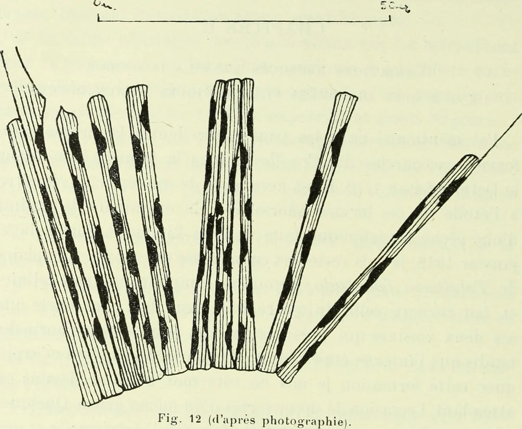 An illustration from Archives des sciences physiques et naturelles, 1919, leaf 377
