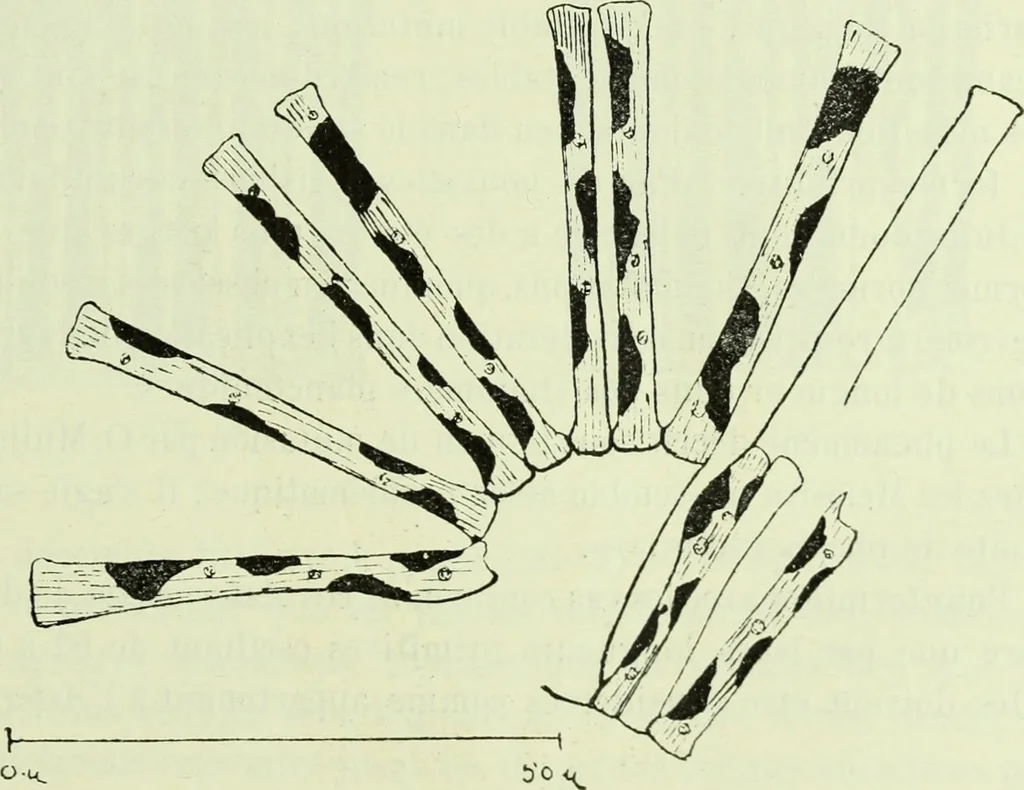 An illustration from Archives des sciences physiques et naturelles, 1919, leaf 378