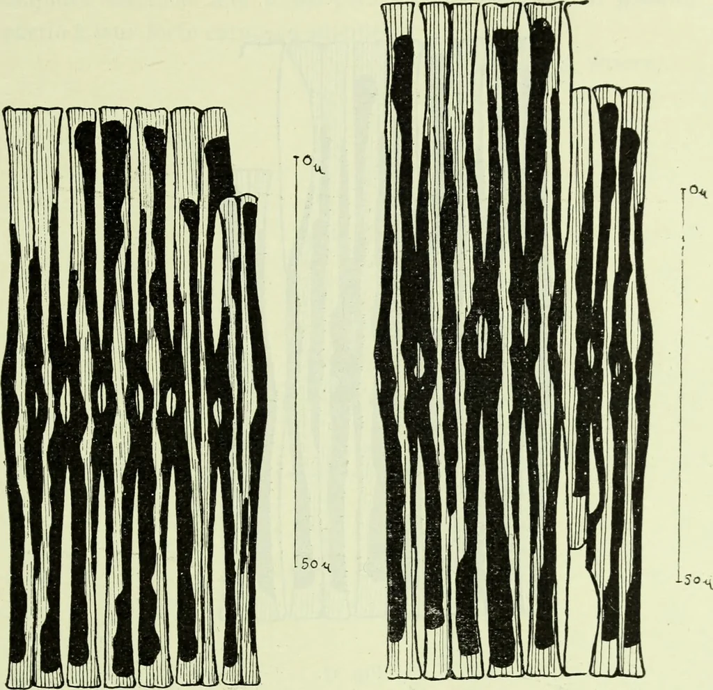 An illustration from Archives des sciences physiques et naturelles, 1919, leaf 380