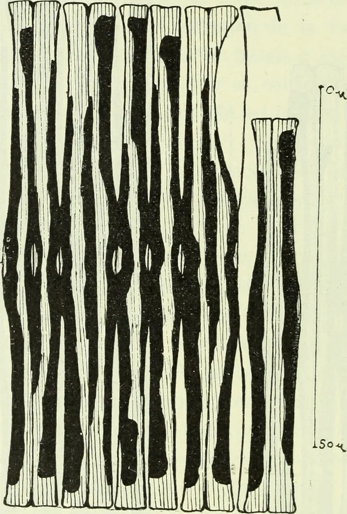 An illustration from Archives des sciences physiques et naturelles, 1919, leaf 381