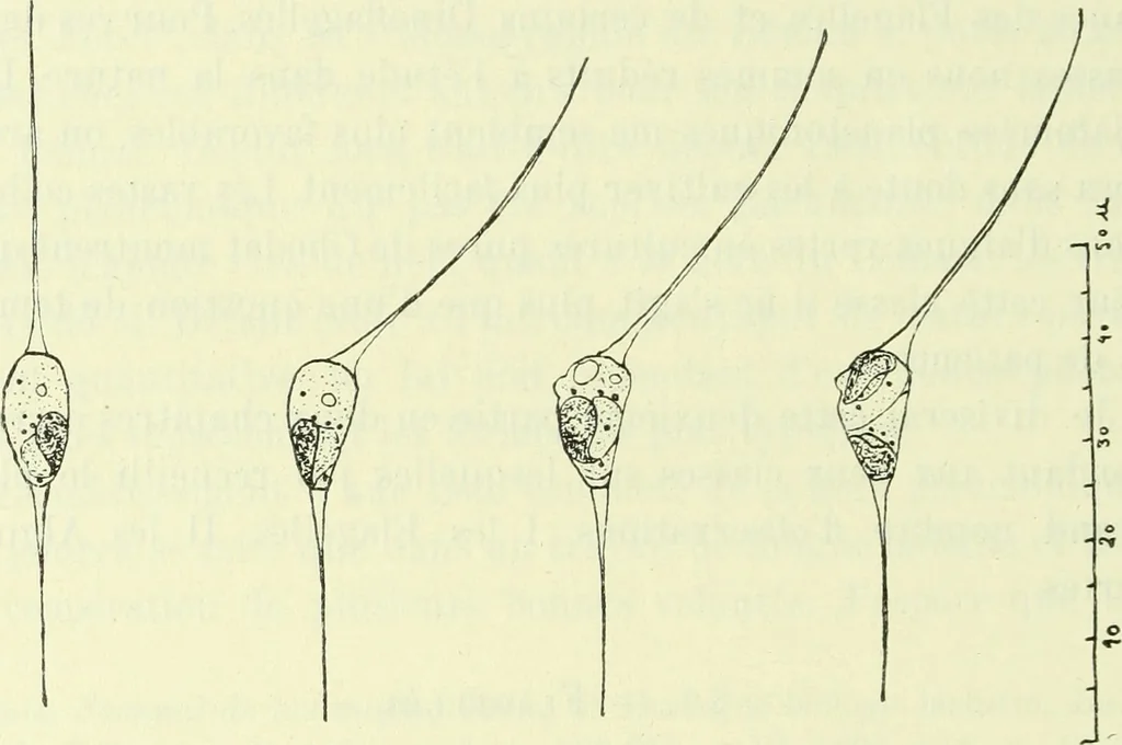 An illustration from Archives des sciences physiques et naturelles, 1919, leaf 443