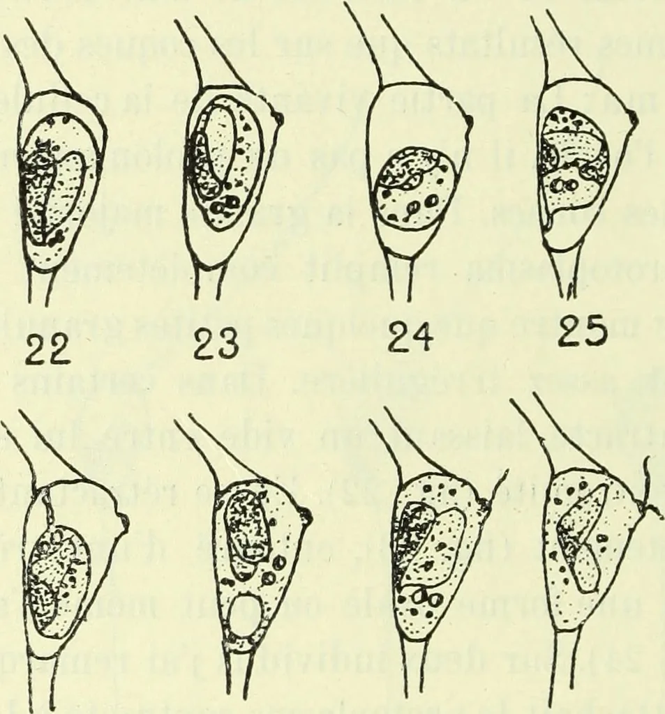 An illustration from Archives des sciences physiques et naturelles, 1919, leaf 445