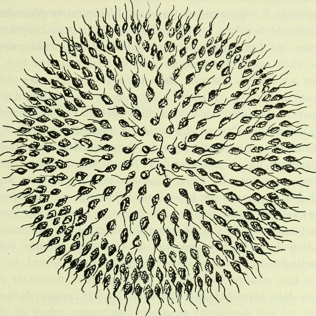 An illustration from Archives des sciences physiques et naturelles, 1919, leaf 456