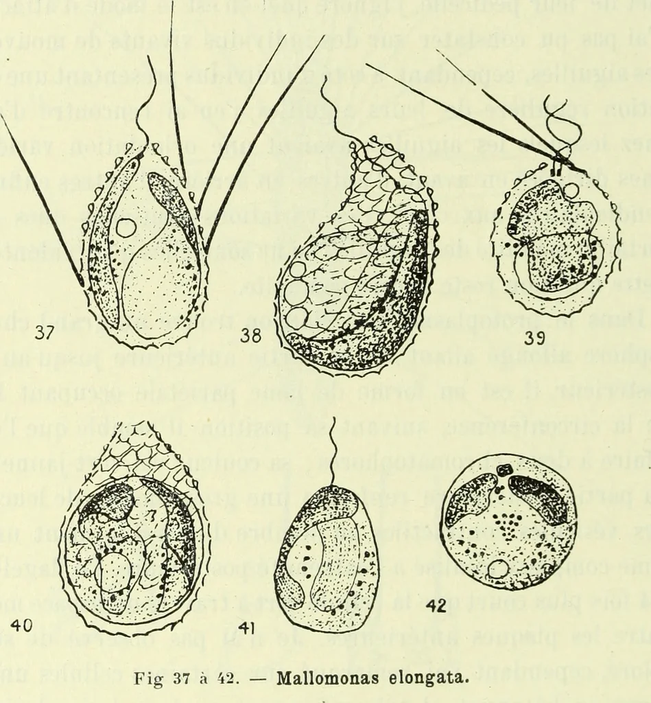 An illustration from Archives des sciences physiques et naturelles, 1919, leaf 463