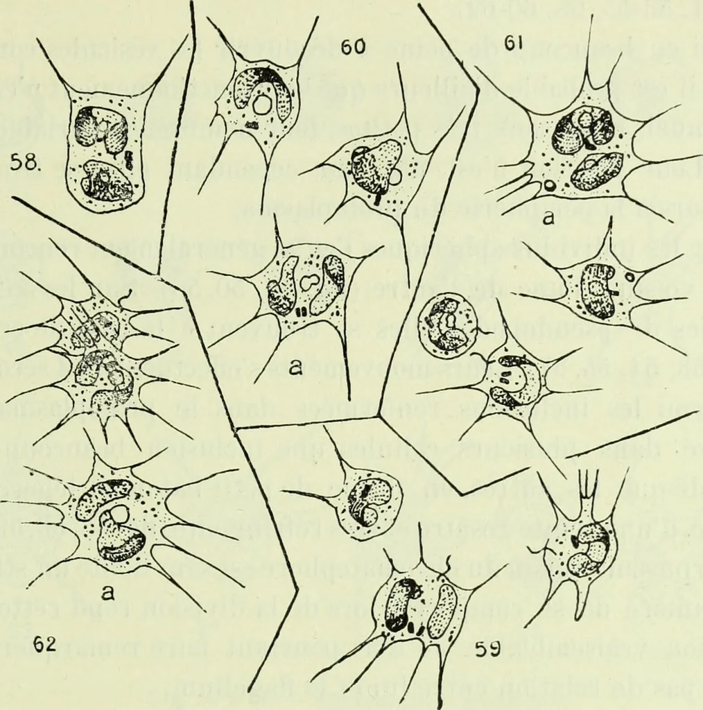 An illustration from Archives des sciences physiques et naturelles, 1919, leaf 466