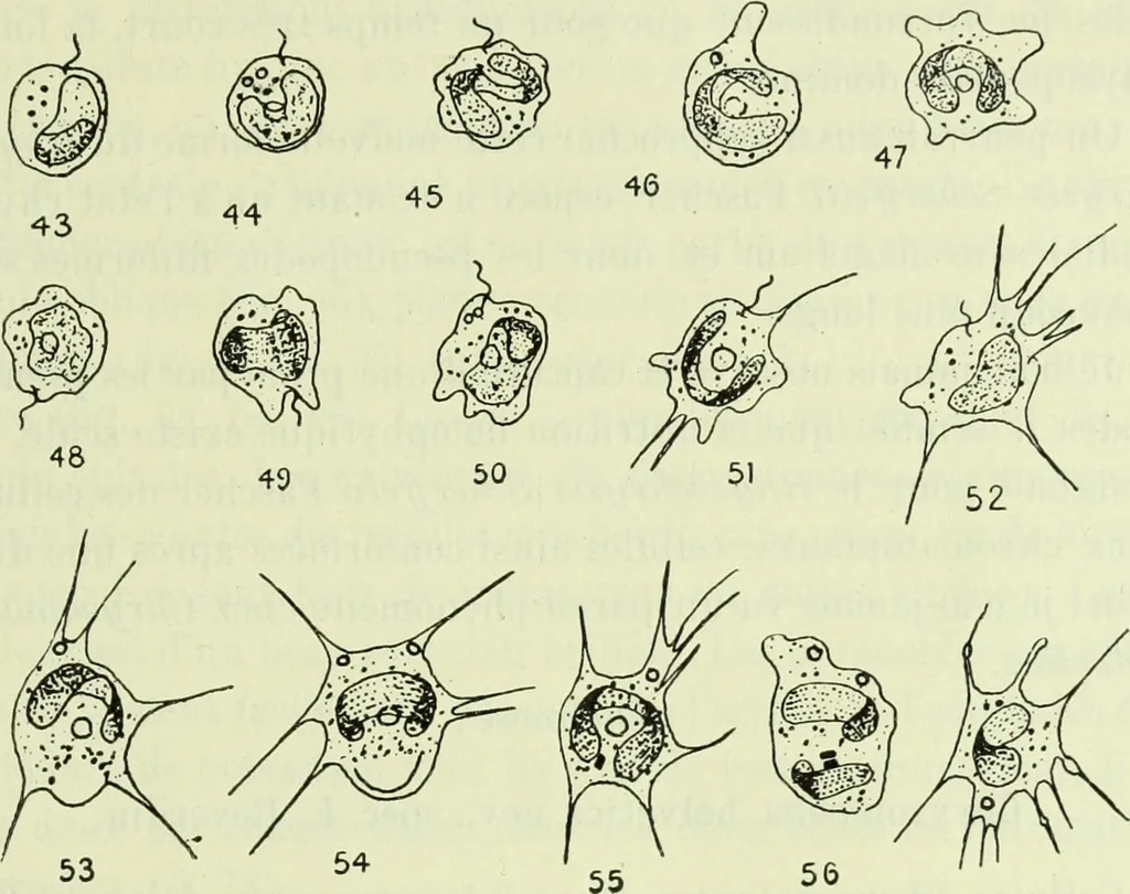 An illustration from Archives des sciences physiques et naturelles, 1919, leaf 468