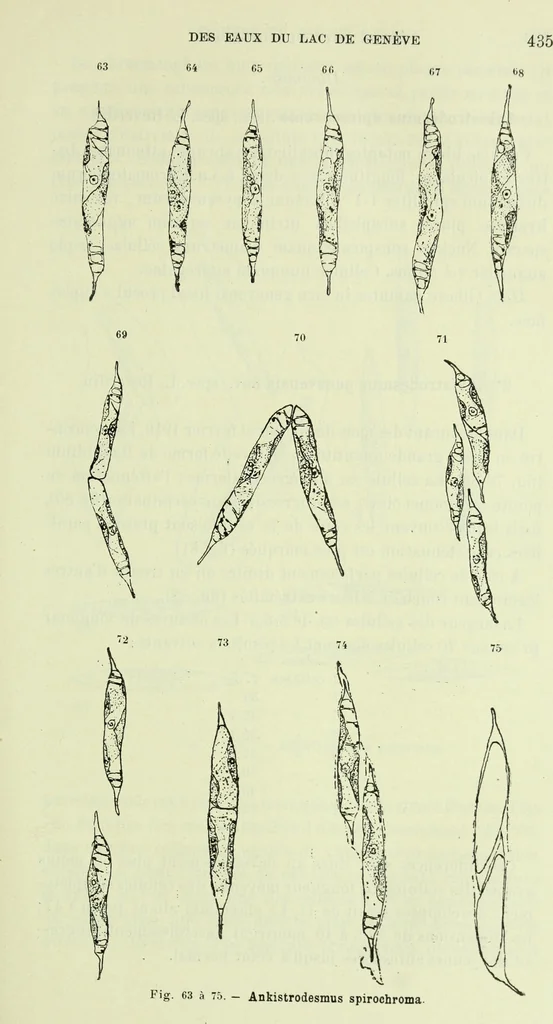 An illustration from Archives des sciences physiques et naturelles, 1919, leaf 472