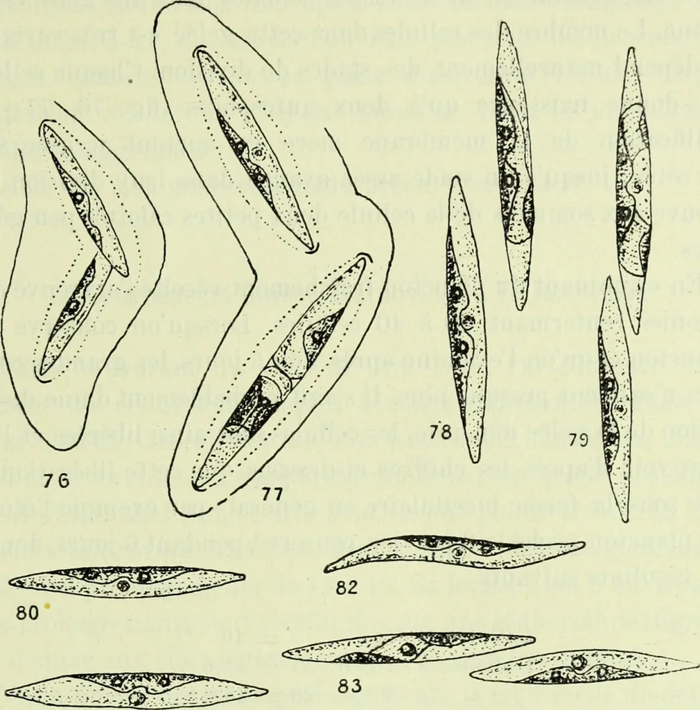 An illustration from Archives des sciences physiques et naturelles, 1919, leaf 474