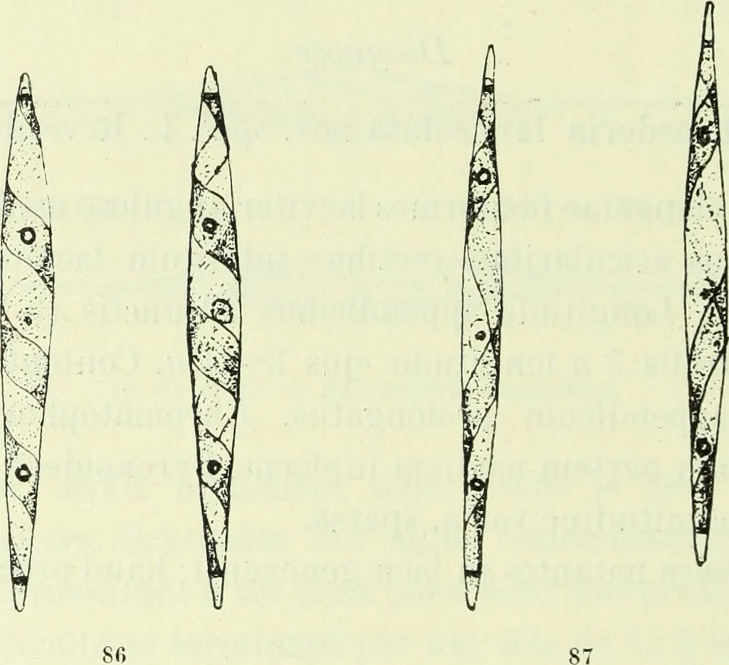 An illustration from Archives des sciences physiques et naturelles, 1919, leaf 479