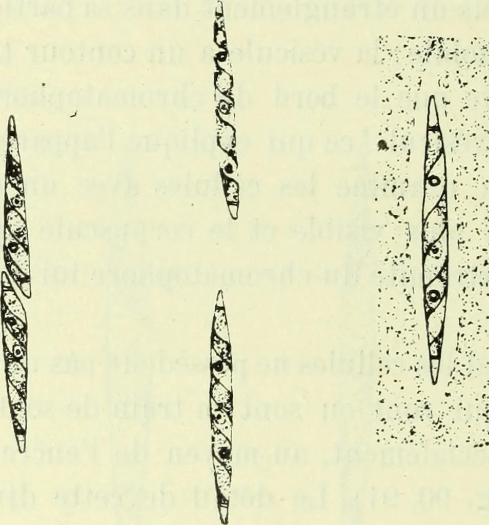 An illustration from Archives des sciences physiques et naturelles, 1919, leaf 481