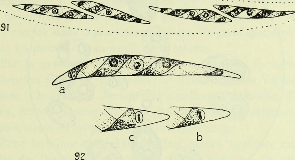 An illustration from Archives des sciences physiques et naturelles, 1919, leaf 482