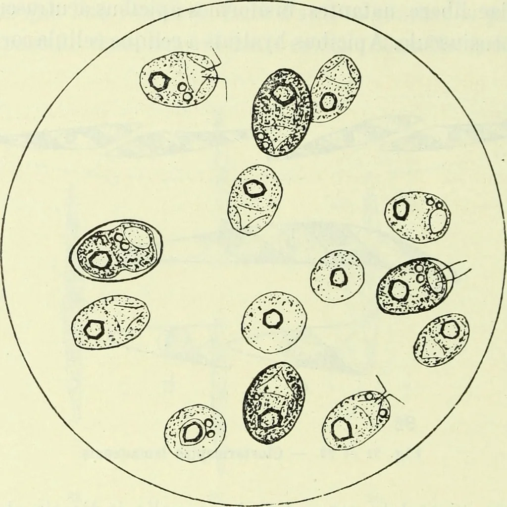 An illustration from Archives des sciences physiques et naturelles, 1919, leaf 483