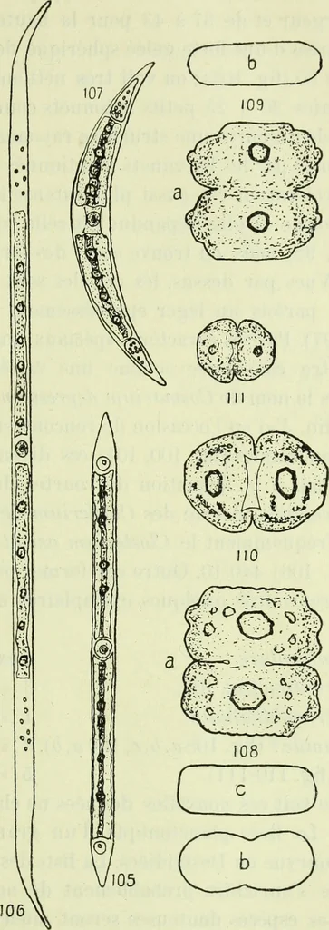 An illustration from Archives des sciences physiques et naturelles, 1919, leaf 486