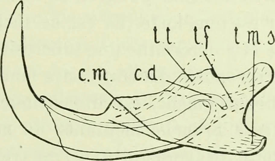 An illustration from Archives des sciences physiques et naturelles, 1919, leaf 686