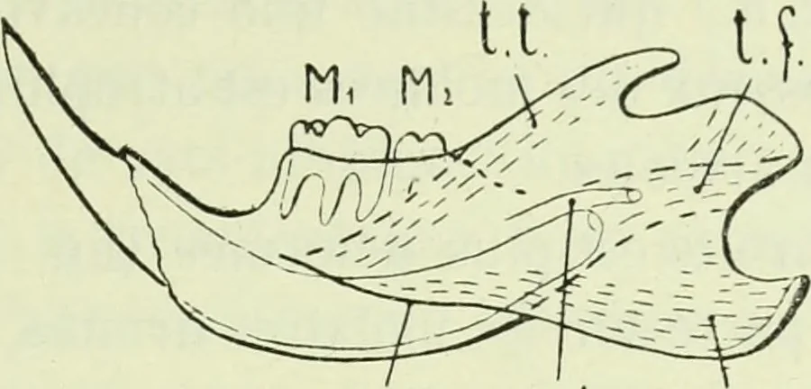 An illustration from Archives des sciences physiques et naturelles, 1919, leaf 686