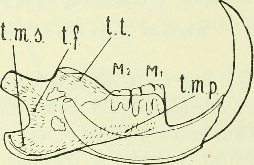 An illustration from Archives des sciences physiques et naturelles, 1919, leaf 687