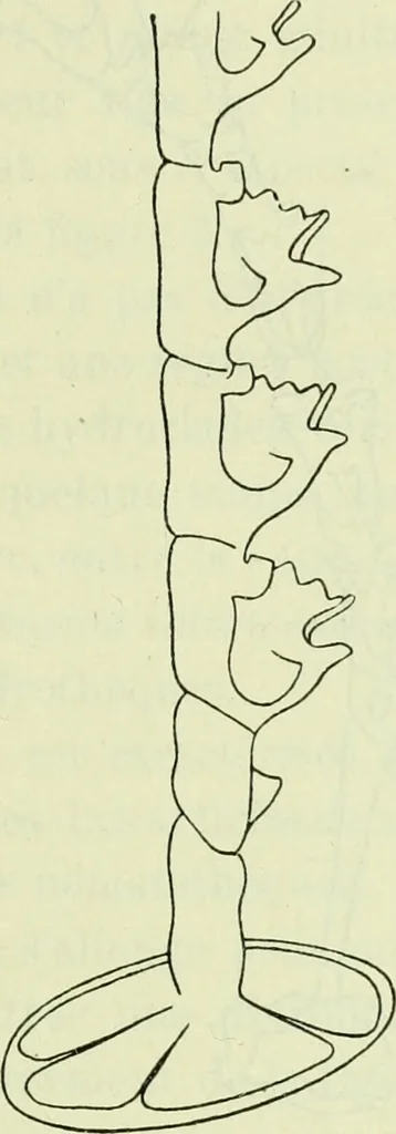 An illustration from Archives des sciences physiques et naturelles, 1919, leaf 728