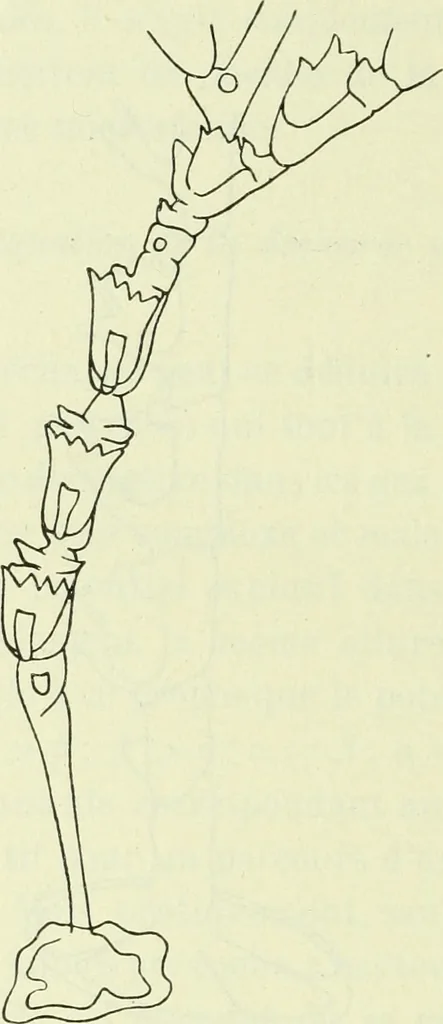 An illustration from Archives des sciences physiques et naturelles, 1919, leaf 729