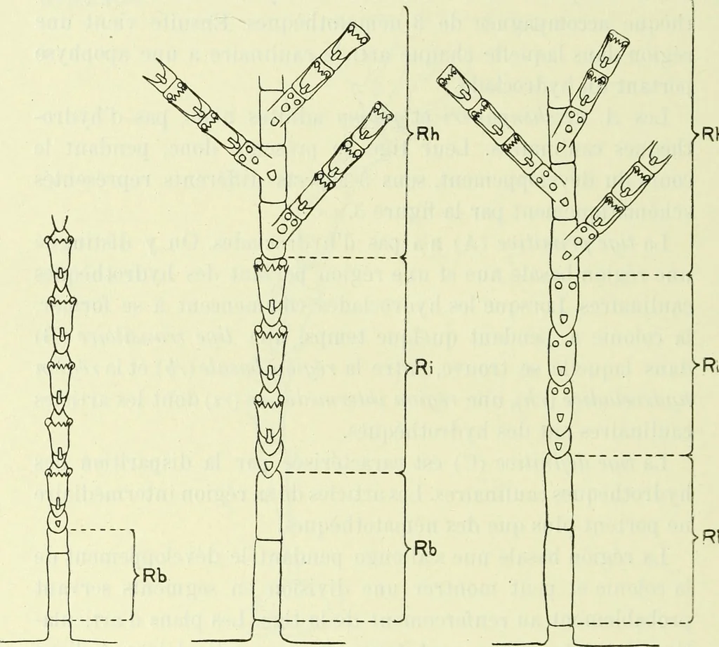 An illustration from Archives des sciences physiques et naturelles, 1919, leaf 731