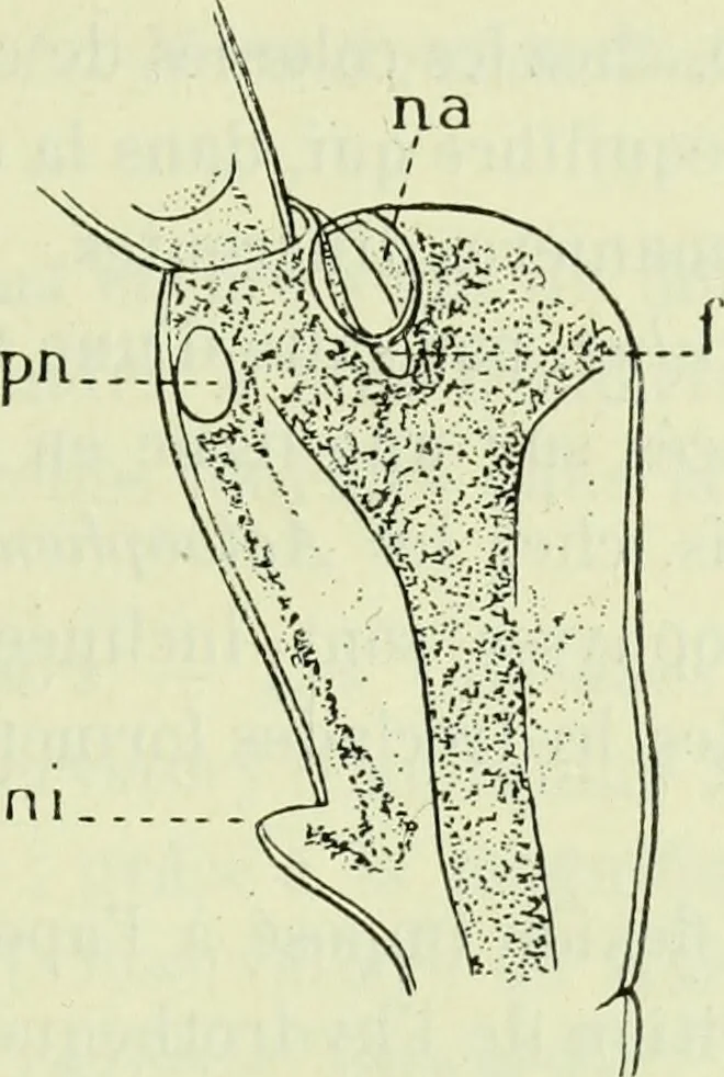 An illustration from Archives des sciences physiques et naturelles, 1919, leaf 732