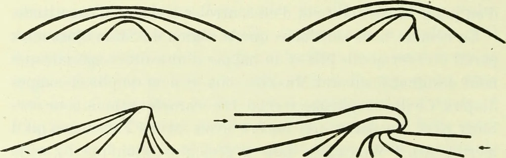 An illustration from Archives des sciences physiques et naturelles, 1919, leaf 91