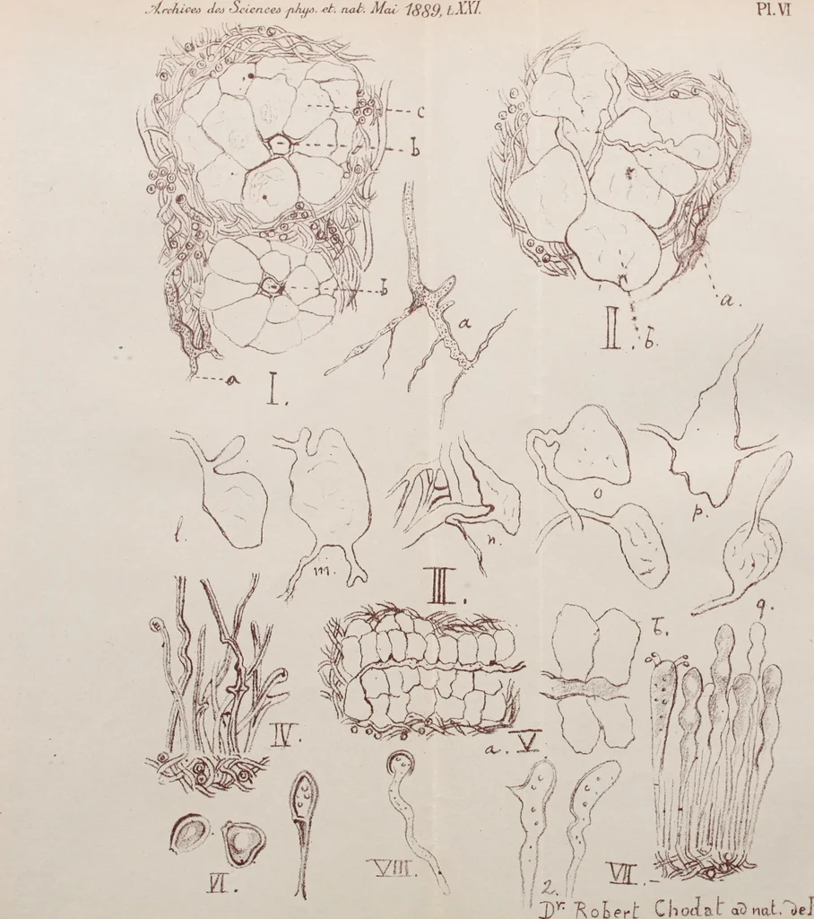 An illustration from Archives des sciences physiques et naturelles, 1878, leaf 403