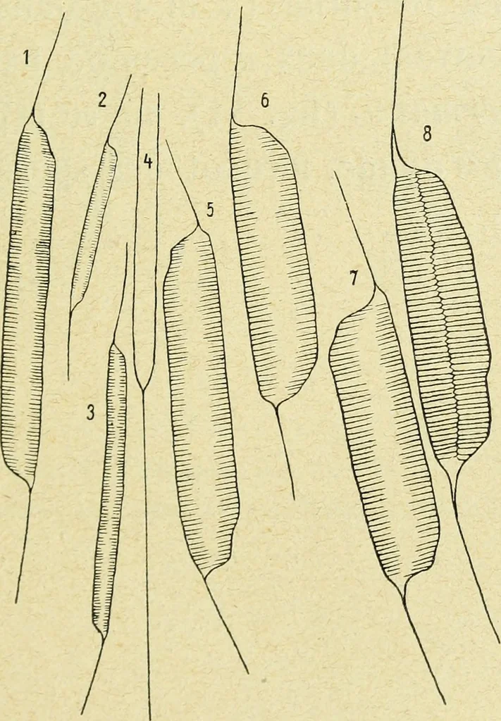 An illustration from Archives des sciences physiques et naturelles, 1896, leaf 370