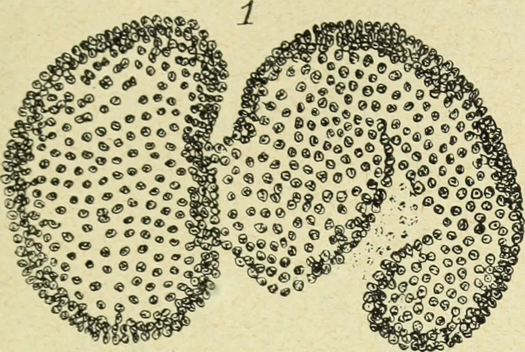 An illustration from Archives des sciences physiques et naturelles, 1896, leaf 372