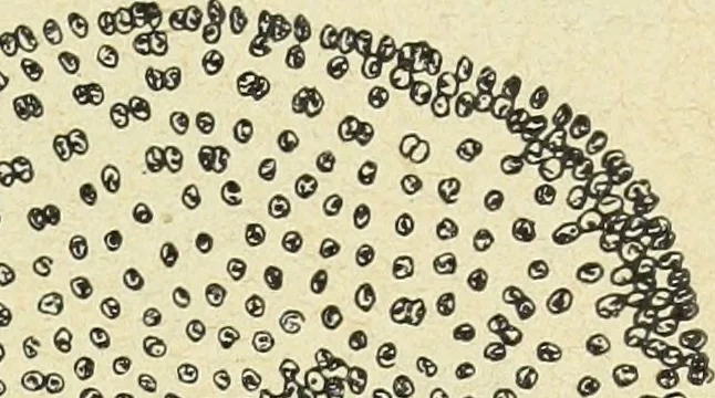 An illustration from Archives des sciences physiques et naturelles, 1896, leaf 372