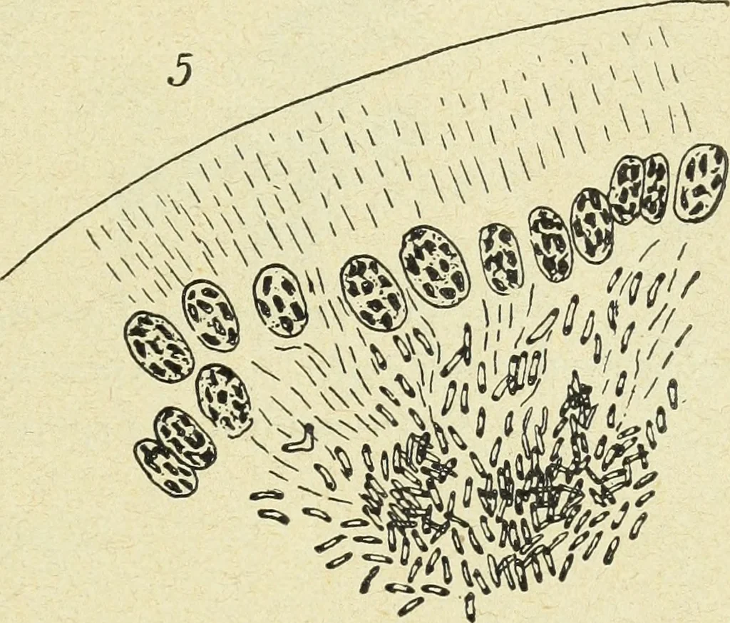 An illustration from Archives des sciences physiques et naturelles, 1896, leaf 372