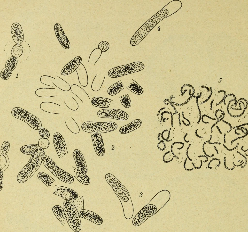 An illustration from Archives des sciences physiques et naturelles, 1896, leaf 373