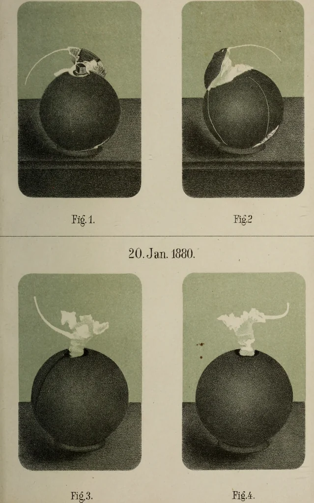 An illustration from Archives des sciences physiques et naturelles, 1878, leaf 584