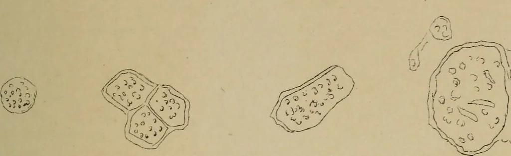 An illustration from Archives des sciences physiques et naturelles, 1878, leaf 586