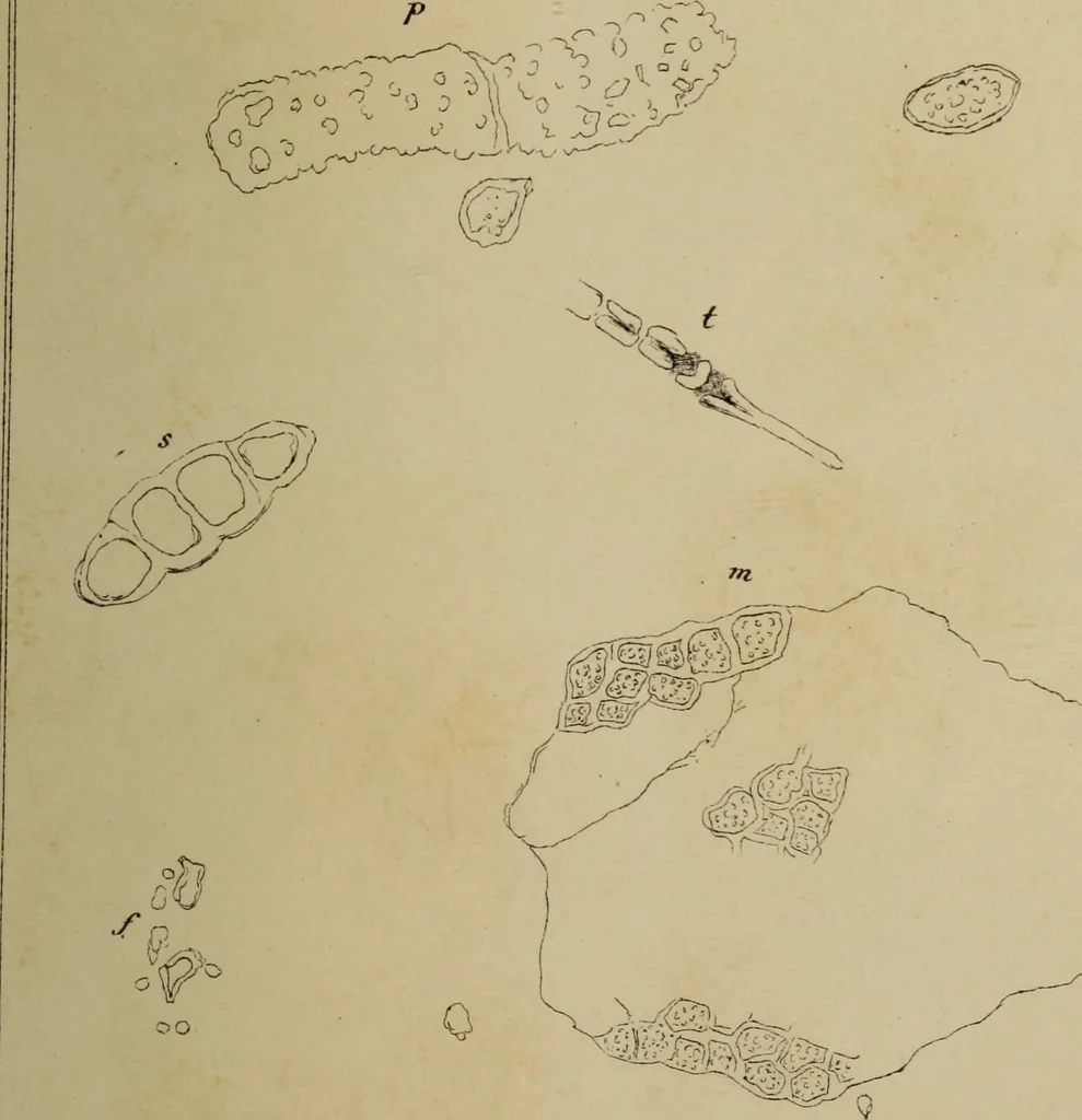 An illustration from Archives des sciences physiques et naturelles, 1878, leaf 586