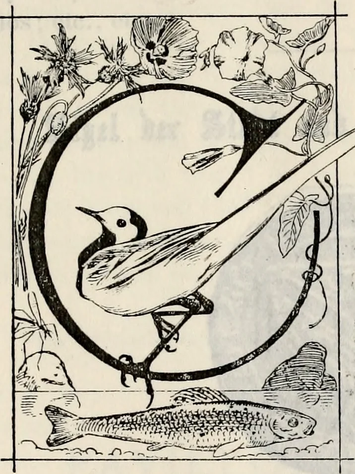 An illustration from Archives héraldiques suisses. Schweizer archiv für heraldik, 1887, leaf 66