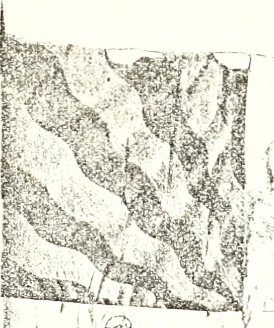 An illustration from Archives héraldiques suisses. Schweizer archiv für heraldik, 1887, leaf 204
